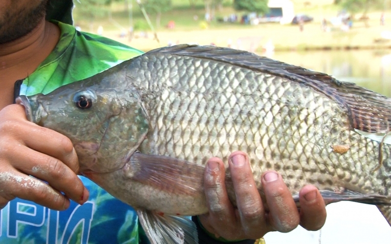 VII FICEST, peixe de 20 kilos, se não filma, era mais uma mentira de pescador.
