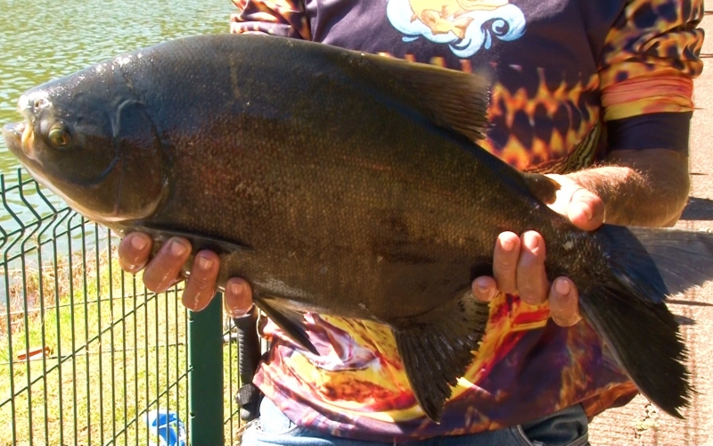 A pesca no lago municipal de Santa Tereza do Oeste foi mais uma vez um sucesso.
