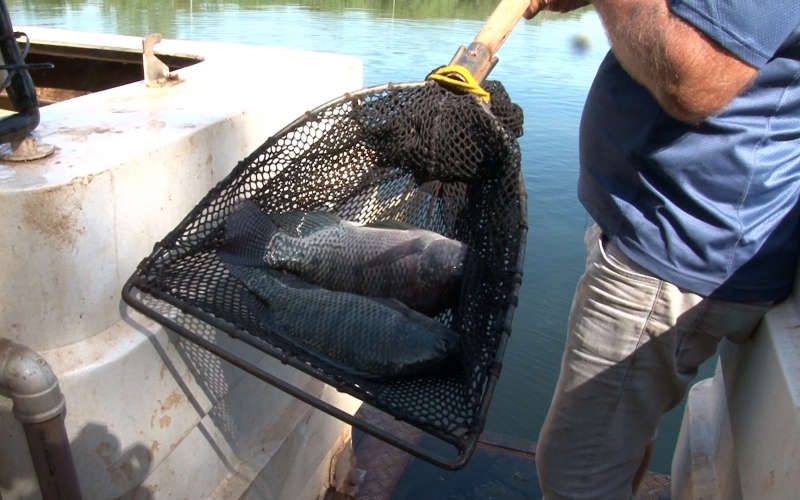 Prefeitura de Santa Tereza do Oeste  solta 1 tonelada e meia de peixes para pesca que acontecerá no próximo domingo 02-0